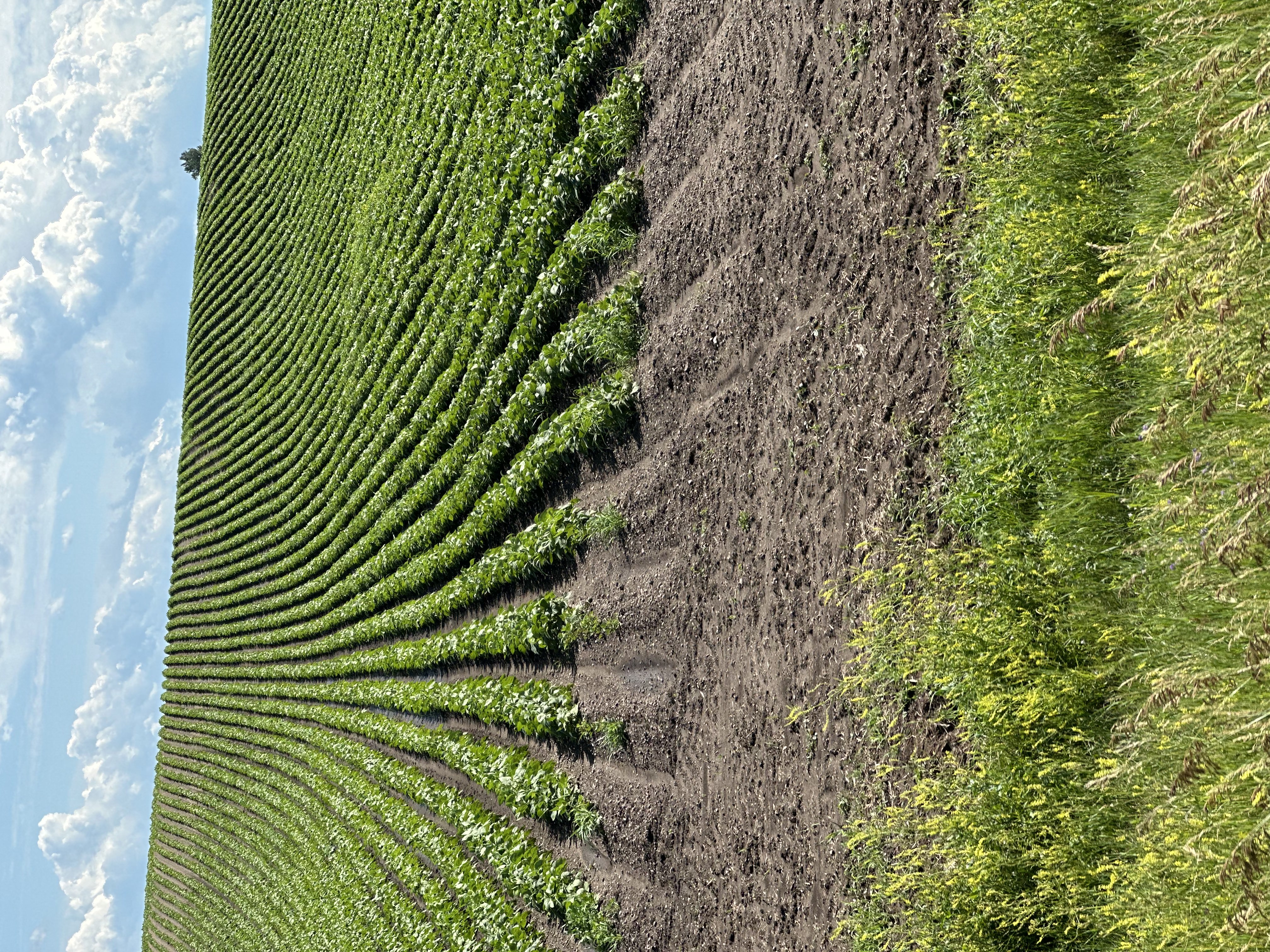 Vertical Field Background